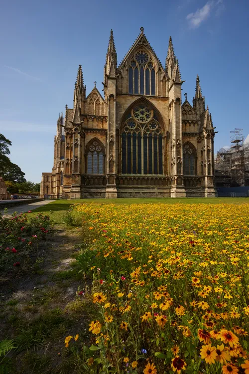The image shows a landscape photograph of Lincoln Cathedral in England, United Kingdom. The focus is on the flower-filled grounds in front of the cathedral, with vibrant yellow blossoms covering the area. The architecture of Lincoln Cathedral, a renowned church and landmark in Lincoln, is prominent, featuring tall Gothic spires and ornate stonework. The scene is captured during a sunny morning in late summer, highlighting the colours of the flowers and the detailed facade of this historic cathedral.